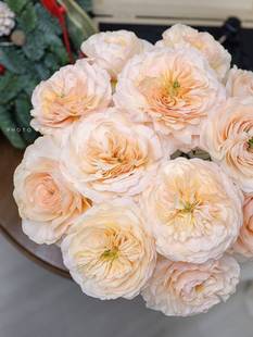 奥斯汀玫瑰花苗盆栽月季 铃兰家 善举超新品 切花花卉包对版 慈善