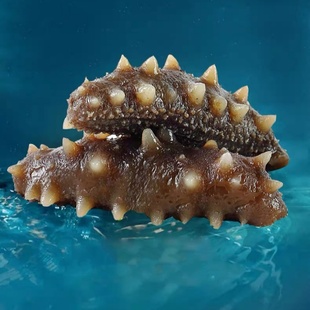 【长海海参】辽参大连即食海参500g 野生海生辽刺参干货 壮元海