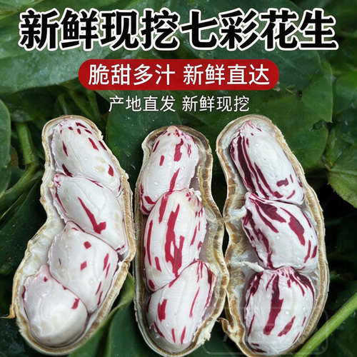 2026年新鲜七彩花生带壳湿花生