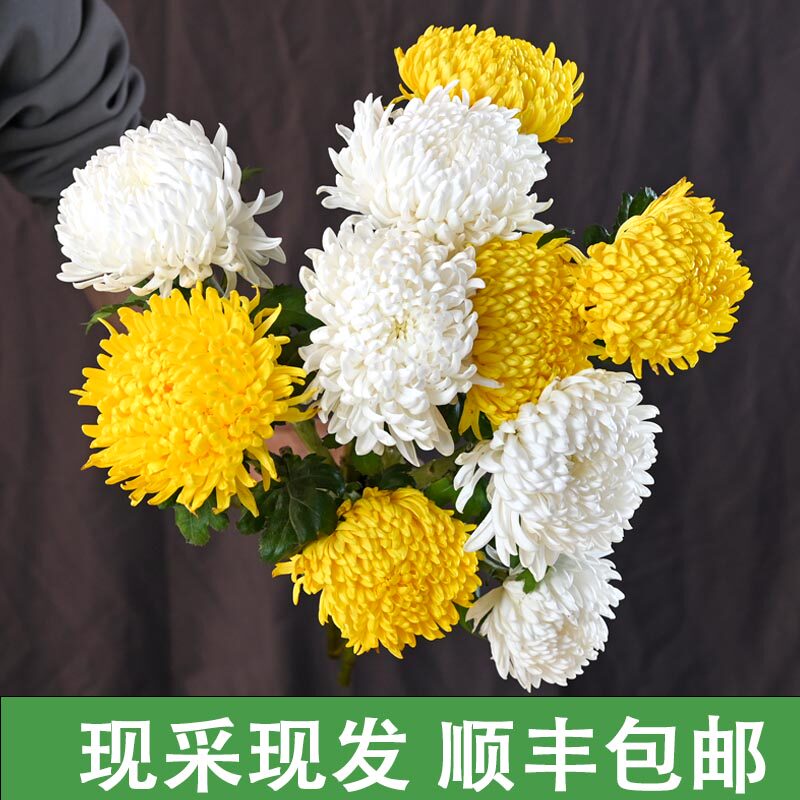 菊花基地直发新鲜鲜花一束花