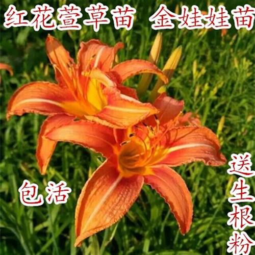 大花萱草苗黄花菜种苗黄花菜种植苗根金针菜苗根金娃娃萱草苗包活