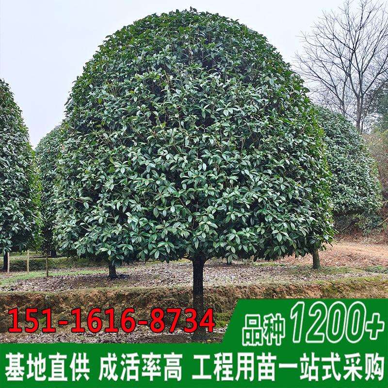湖南桂花树精品丹桂绿化造型苗木14至20公分八月桂花基地直销