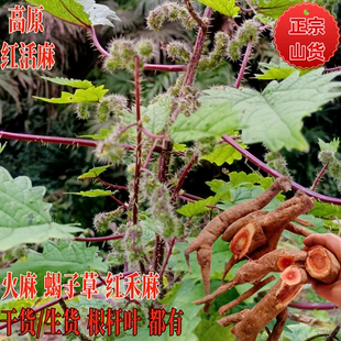 新鲜高原红活麻根荨麻草红霍麻蝎子咬人草禾麻叶红火麻大活麻杆叶