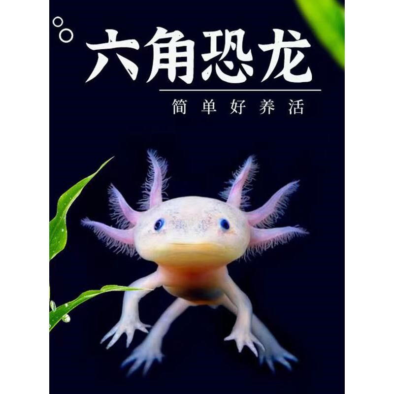 六角恐龙鱼蝾螈龙鱼冷水淡水观赏鱼自来水可养好养耐活小鱼宠物鱼