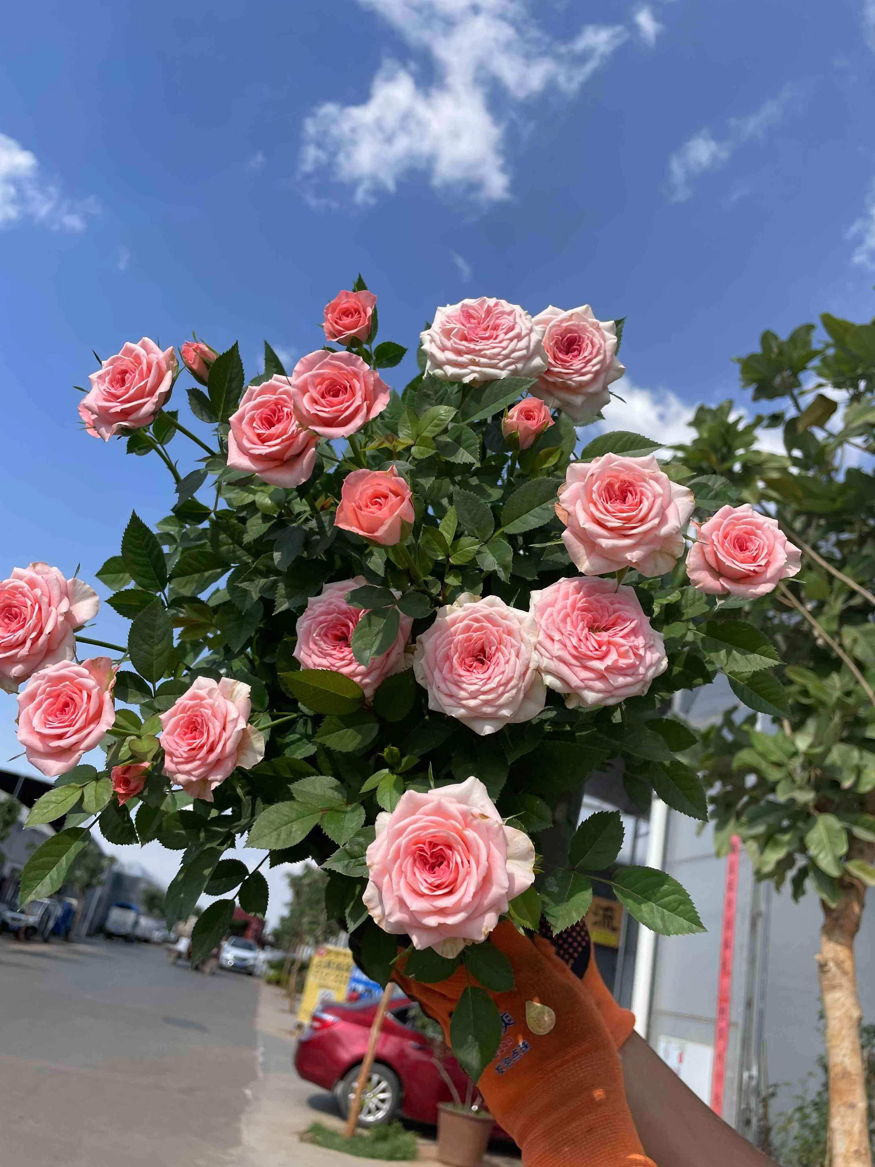 云南玫瑰花月季盆栽带花苞多色花卉绿植室内阳台庭院好养四季开花,鲜花速递/花卉仿真/绿植园艺,月季/蔷薇/玫瑰,淘宝优惠券,粉丝福利购,淘宝优惠卷