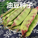 开锅烂东北油豆角种子厚肉超宽荚豆角架豆菜豆芸豆宽扁四季 豆蔬菜