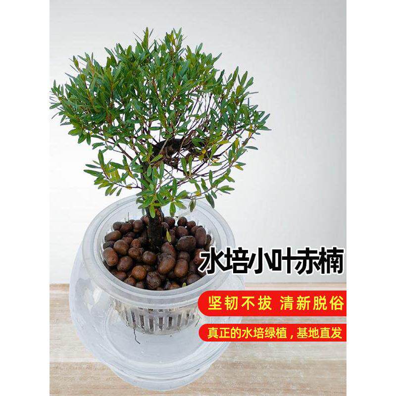 水培小叶赤楠造型盆景老桩水养室内办公室好养绿植盆栽