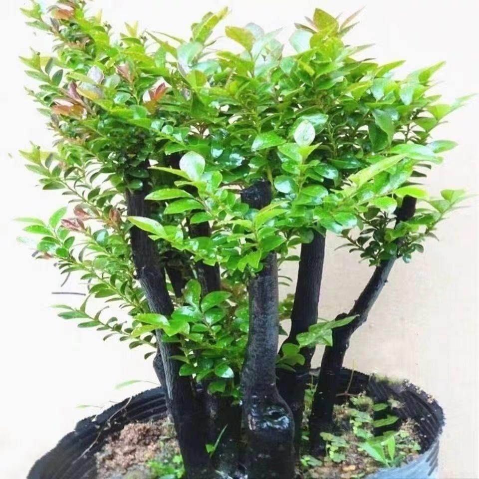 小叶紫檀盆景独桩老桩盆栽办公室内客厅桌面植物四季净化空气绿植,鲜花速递/花卉仿真/绿植园艺,绿植,淘宝优惠券,粉丝福利购,淘宝优惠卷