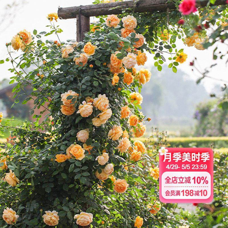 海蒂的花园黄金庆典爬藤月季欧月攀援有香味包子型花量大多季开花,鲜花速递/花卉仿真/绿植园艺,月季/蔷薇/玫瑰,淘宝优惠券,粉丝福利购,淘宝优惠卷