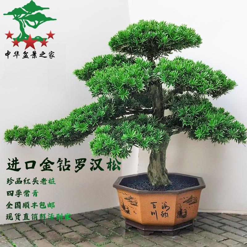 造型罗汉松盆景名贵老桩真树高端别墅庭院室内户外绿植盆栽好养