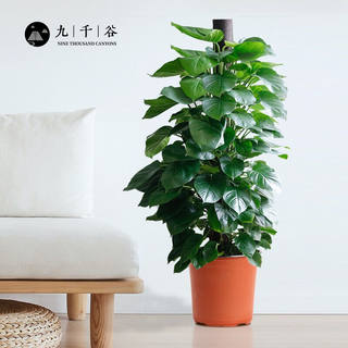 九千谷大叶绿萝1.2-1.5米大型植物绿萝柱大型绿植家用大客厅办公