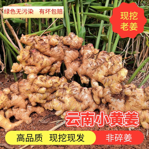 云南高山小黄姜新鲜现挖发货