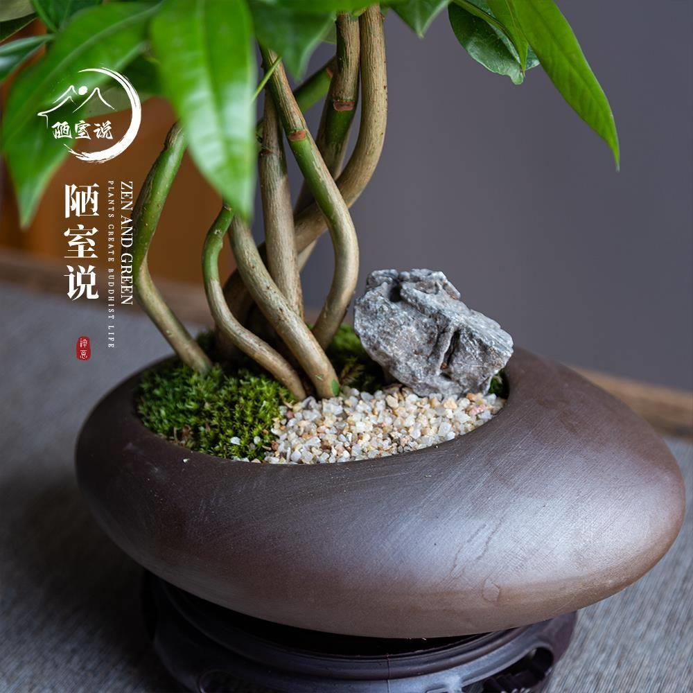 陋室说 |奇趣发财树造型盆景景观植物桌面室内盆栽禅意茶几摆件花
