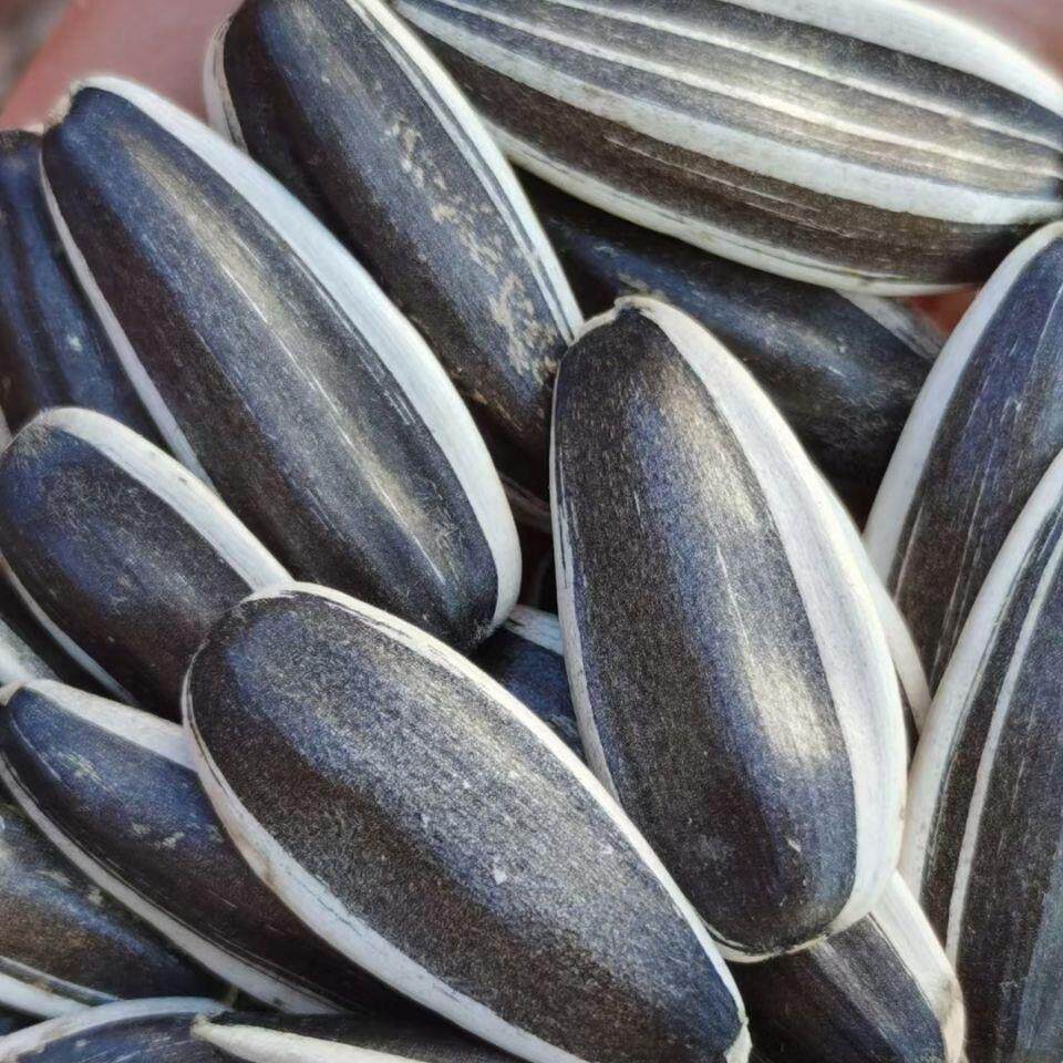 ¥新疆包邮西藏好吃不上火新货原味生瓜子手工精选内蒙古葵花籽农