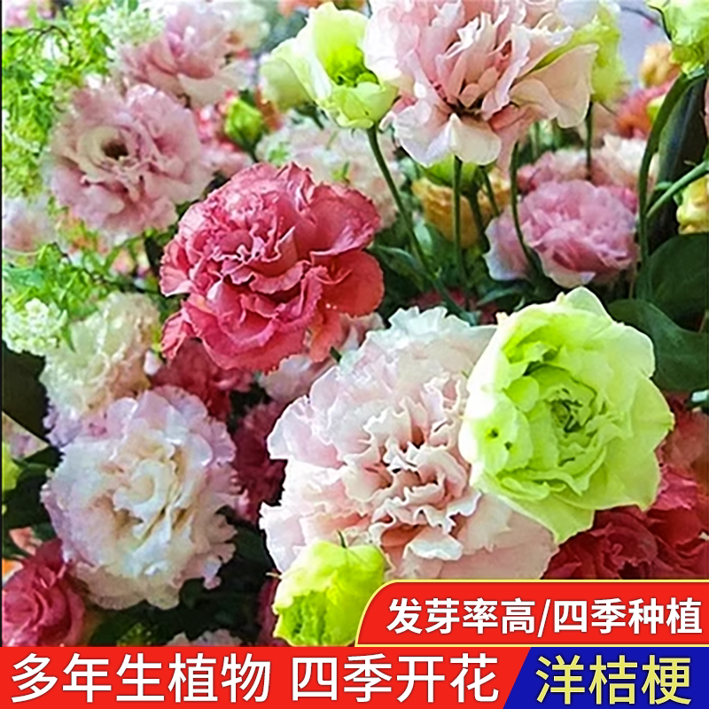云南花卉阳台洋桔梗四季洋桔梗图片