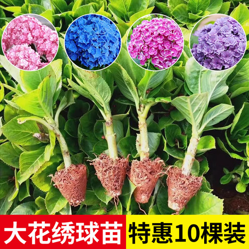 八仙花绣球花小苗好养多年生