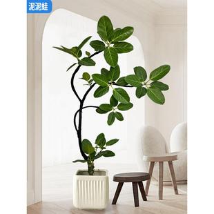 造型孟加拉榕盆栽高山榕室内客厅大型绿植办公室四季常绿好养耐活
