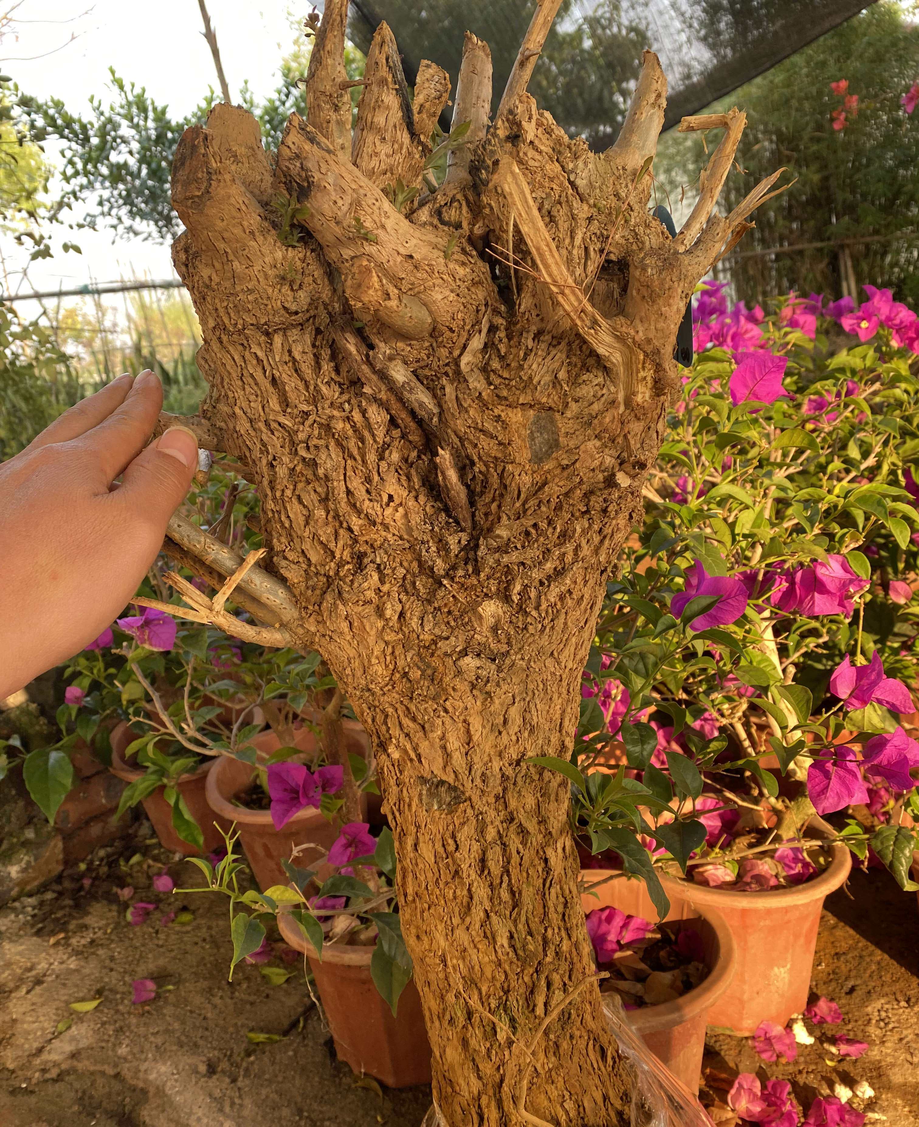 三角梅盆景老桩四季开花植物老树桩生桩三角梅大老桩阳台庭院云南