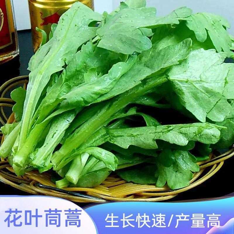 清香茼蒿种子 农田小叶可四季盆栽茼蒿茼蒿柔嫩菜地花叶蔬菜籽