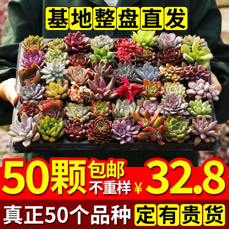 整框多肉超大叶片清仓一斤50颗套餐莲花冬美人姬胧月老庄多