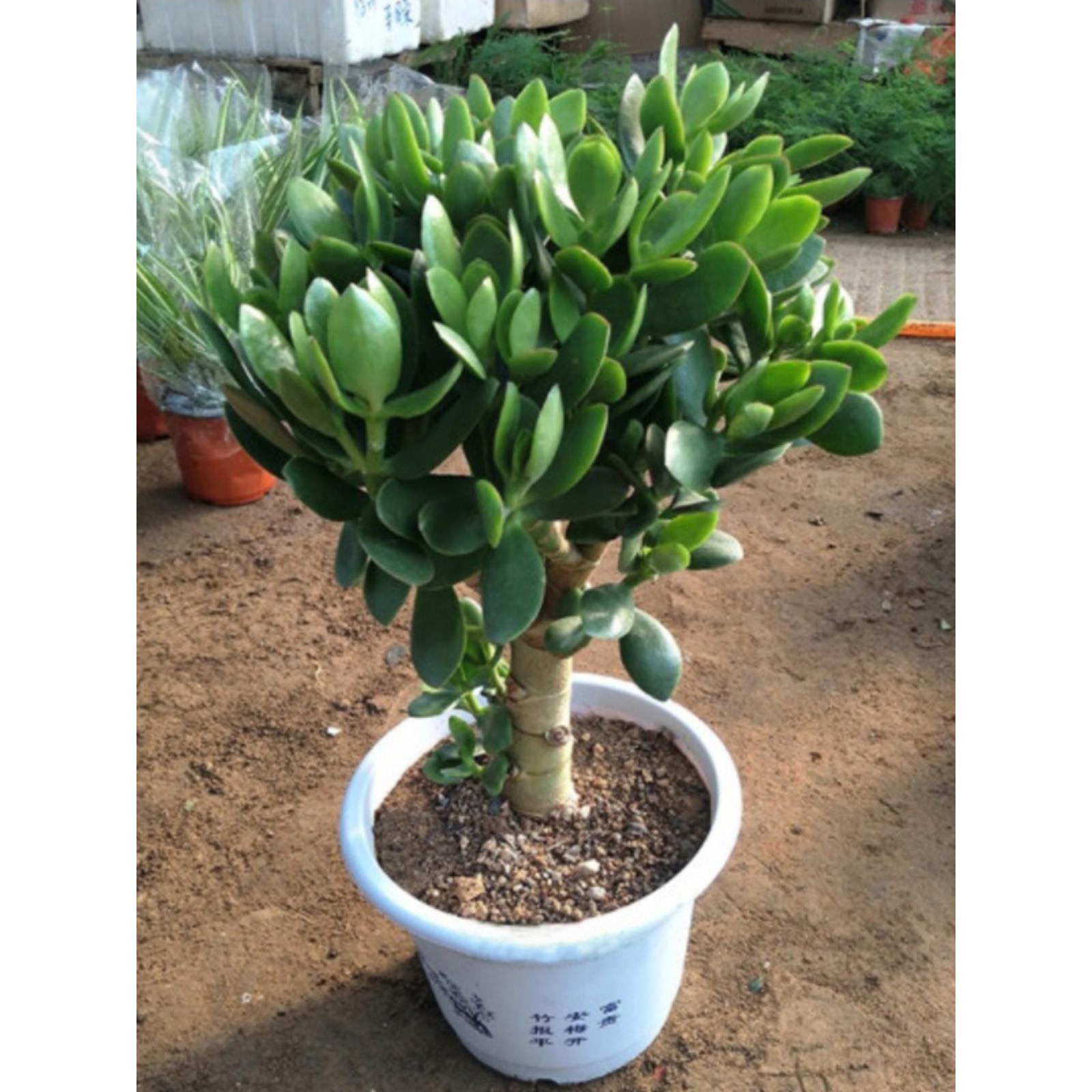 玉树老桩大株多肉植物室内