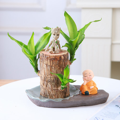 巴西木带芽水养幸运开花格鲁