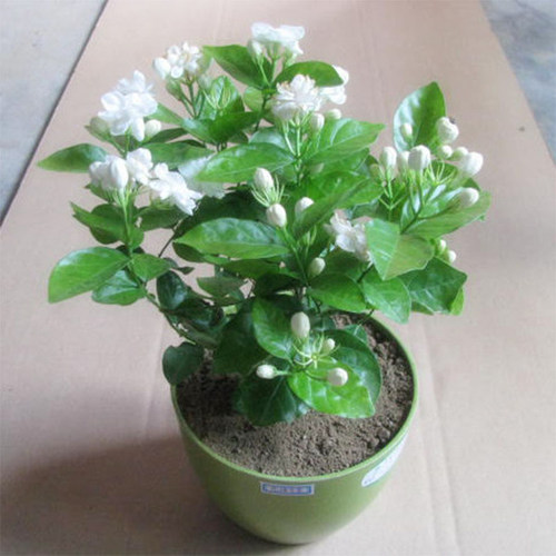 重瓣虎头茉莉花盆栽苗浓香型