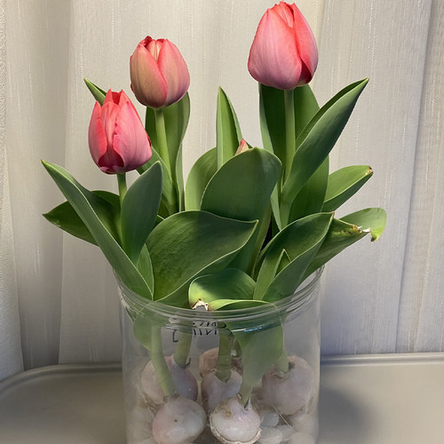 进口水培郁金香种球带芽5度四