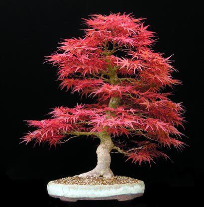 日本红枫盆景四季花卉栽植物