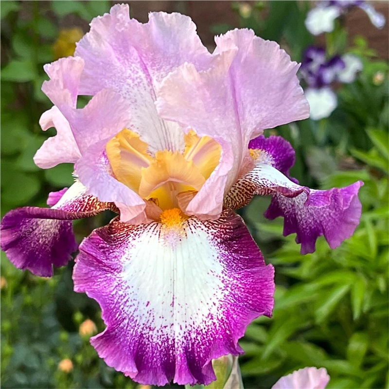 德国进口鸢尾种球多年生阳台盆栽庭院地栽四季易活耐寒热花卉植物