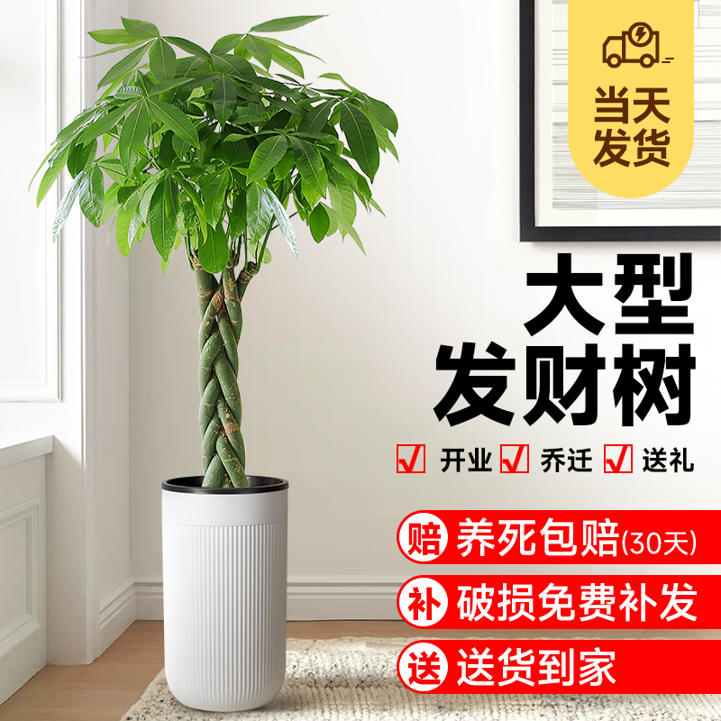 辮子發財樹客廳盆栽大招凈化