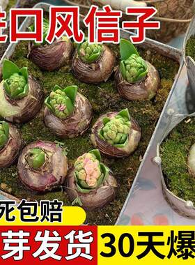 风信子种球水培花卉带芽大
