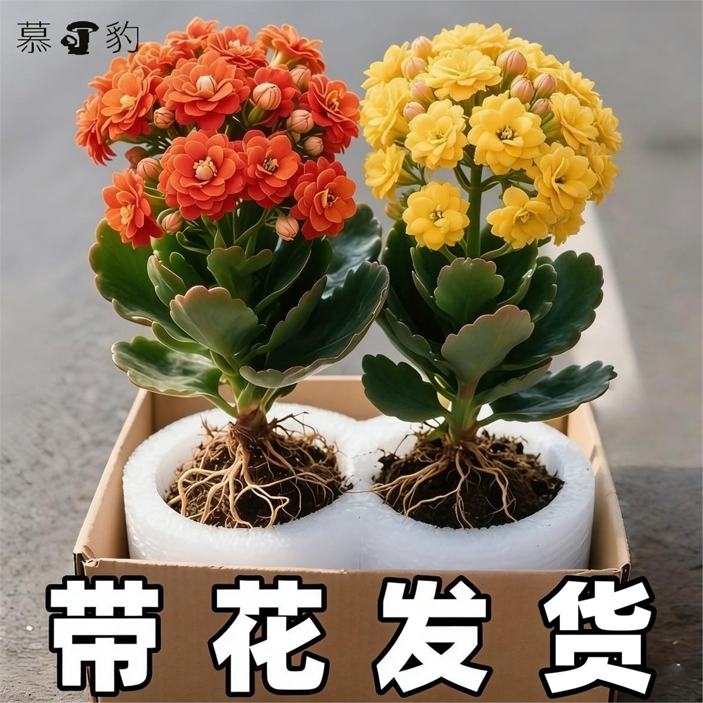 长寿花盆栽带花苞金狐狸四季开大花易活好养室内绿植花卉多肉植物,鲜花速递/花卉仿真/绿植园艺,花托/移动托盘,淘宝优惠券,粉丝福利购,淘宝优惠卷