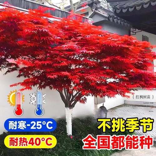 四季红枫树苗盆栽花卉阳台