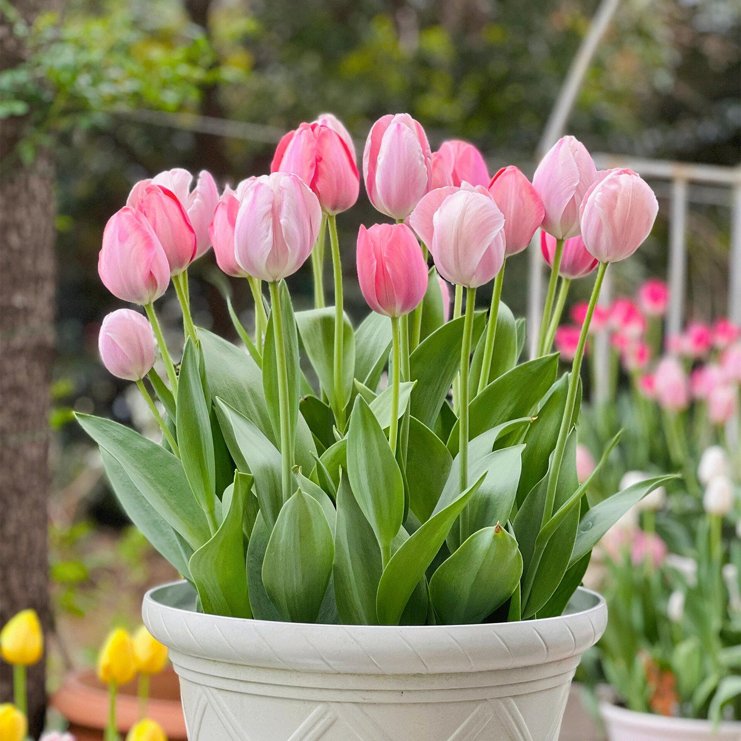 荷兰进口大球郁金香水培种球花种子秋冬季室内外年宵花卉开花土培