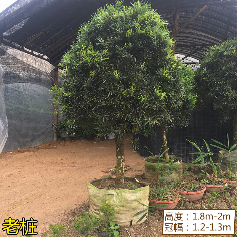 罗汉松树苗大树基地直销庭院别墅阳台地栽盆栽雀舌常青造型景观树
