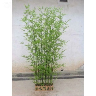 矮化紫竹苗竹子苗庭院四季常青户外耐寒竹子植物青竹黑竹小型盆栽