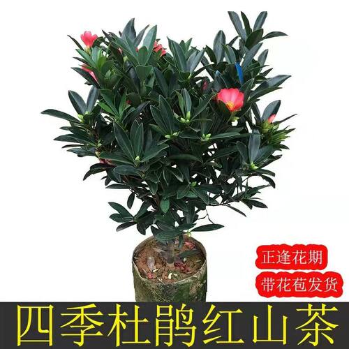 四季杜鹃山茶花盆栽带室内