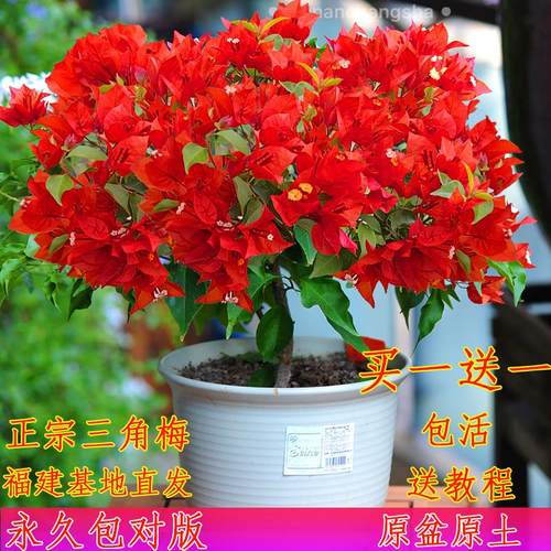 新品种勤花重瓣三角梅盆栽