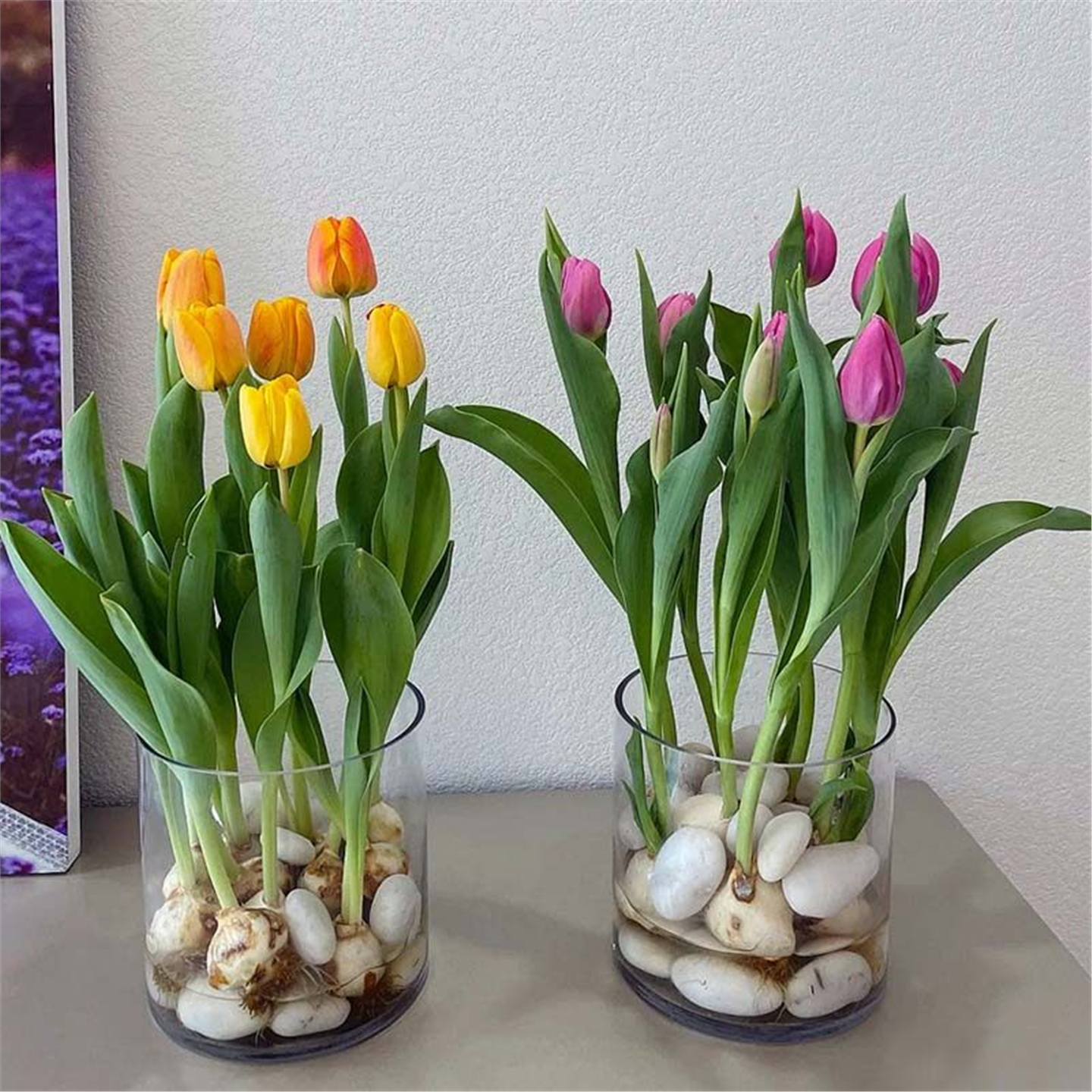 进口郁金香花球水培年宵花卉植物室内桌面办公室盆栽土培水养好活,鲜花速递/花卉仿真/绿植园艺,花托/移动托盘,淘宝优惠券,粉丝福利购,淘宝优惠卷