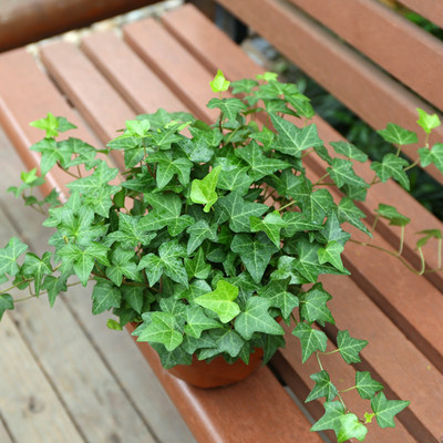 金边常春藤盆栽水培花卉植物