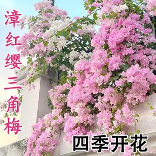 漳红樱三角梅大苗盆栽带花绿樱带花庭院阳台爬藤植物耐晒