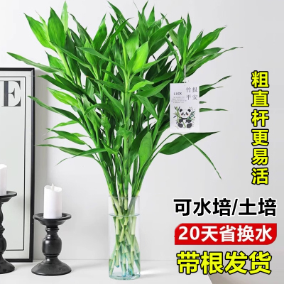 富贵竹水培植物客厅招财大