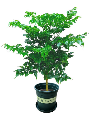 幸福树平安绿植花卉小盆栽室