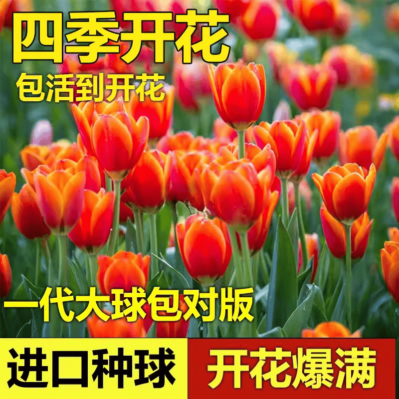 荷兰进口颗郁金香种球大球花卉盆栽秋冬耐寒四季土培水培种子