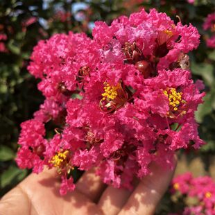 紫薇花树苗盆栽老桩庭院红火箭丛生红紫薇百日红别墅绿化风景树