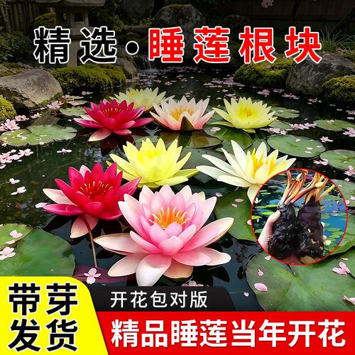 带芽睡莲水培植物带花苞四季水养荷花水莲花盆栽花卉大睡莲根