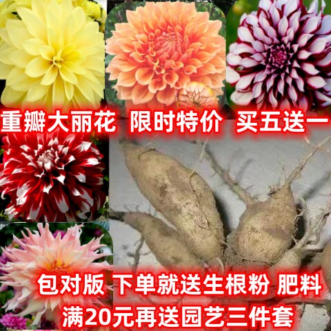 大丽花种球根大丽花巨型花进口牛奶咖啡地瓜花种球春季多年生苗子