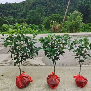 带花四季桂室内绿植佛顶珠盆栽四季开花桂花植物清香浓香型庭院