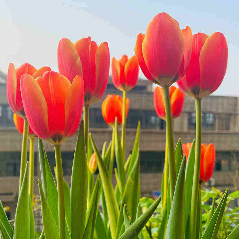 郁金香种球荷兰进口冬季耐寒室内外庭院花卉种子水培植物盆栽大球